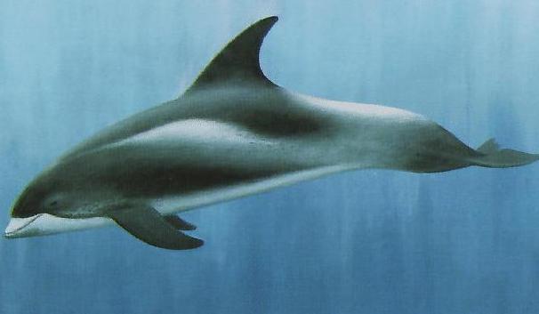 witsnuitdolfijn