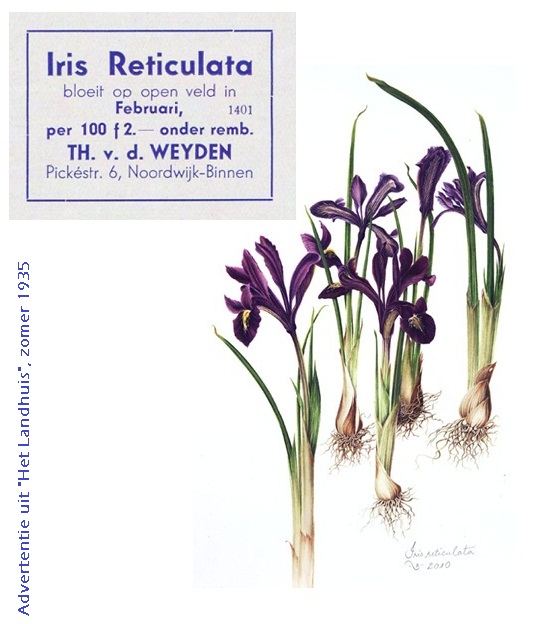 iris2