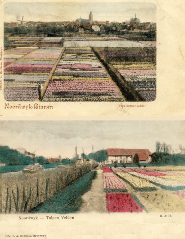 blobloembollenvelden