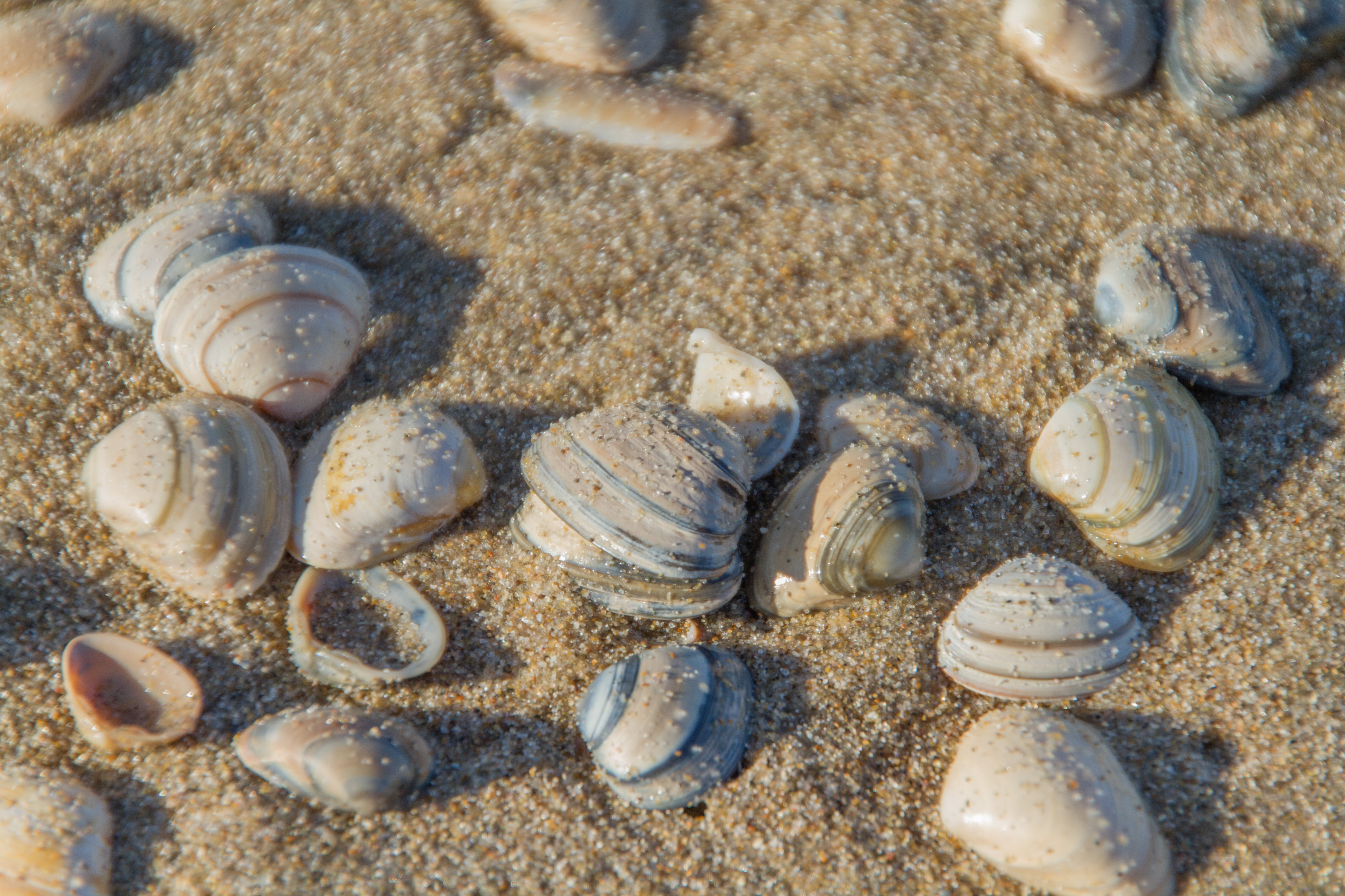 Schelp Shell Blog8569: Schelp โ BLOGnoordwijk (Heimatsammlung)